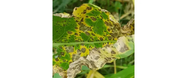 Alternaria leaf spot