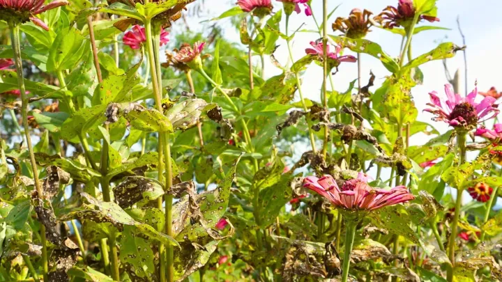 Alternaria leaf spot of zinnia