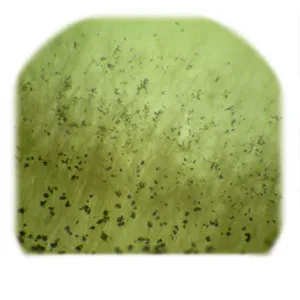 Aureobasidium