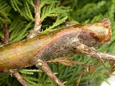 Botryosphaeria canker of Douglas fir