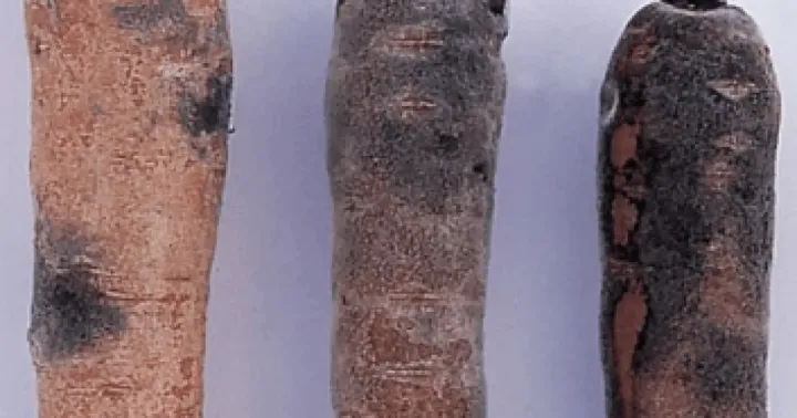 Black root rot
