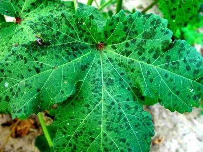 Cercospora leaf spot of okra