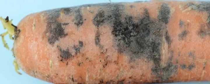 Chalaropsis root rot