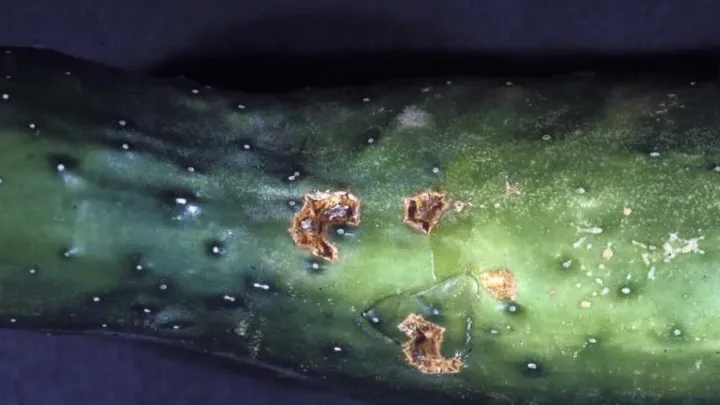 Cucumber scab