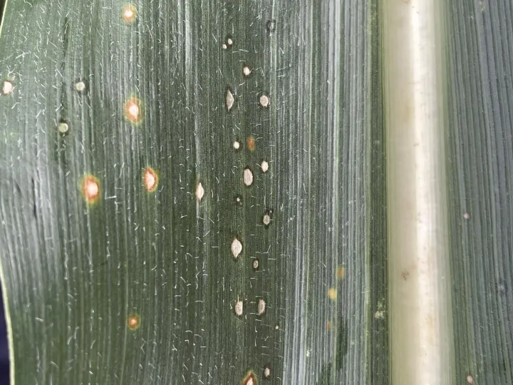 Rice curvularia leaf spot