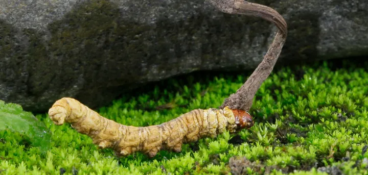 Cordyceps militaris