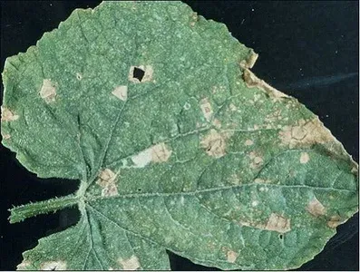 Anthracnose of cucurbits