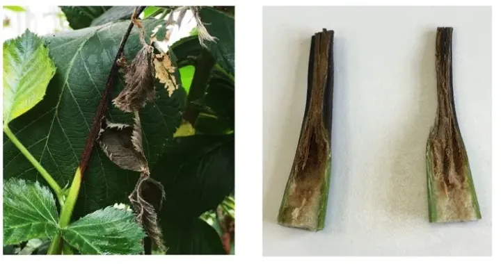 Raspberry Gnomoniopsis blight