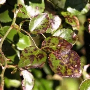 Black Spot