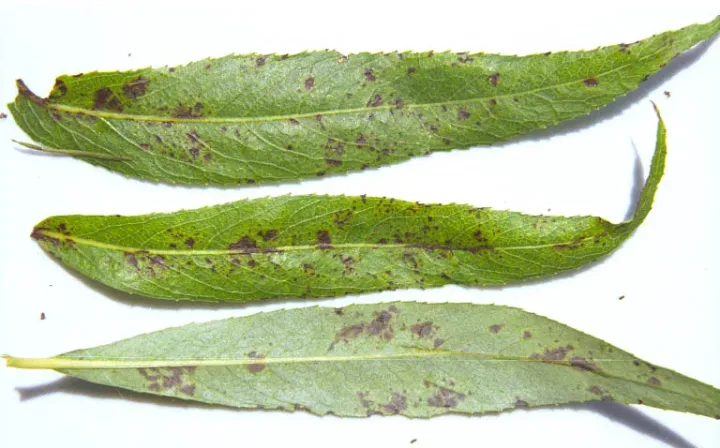 Willow scab