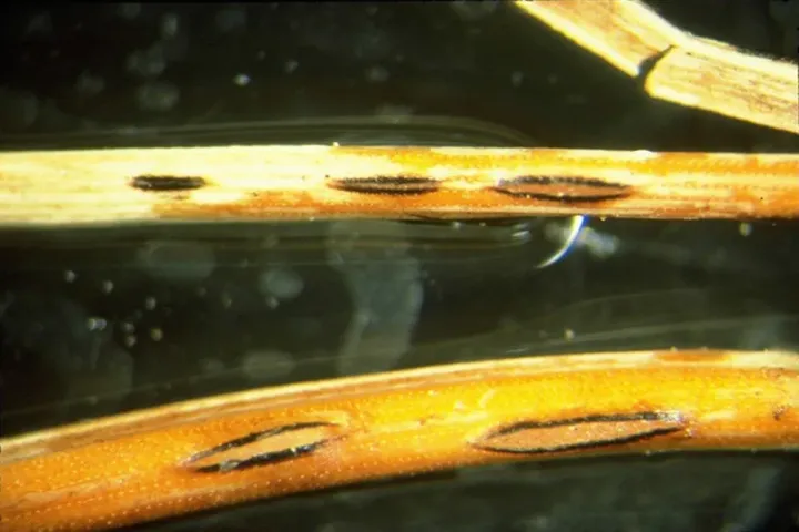 Elytroderma needle cast