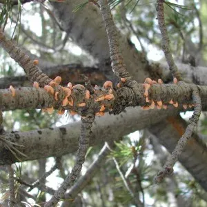 White pine blister rust