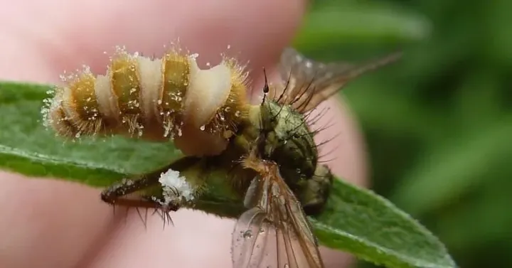 Entomophthora muscae