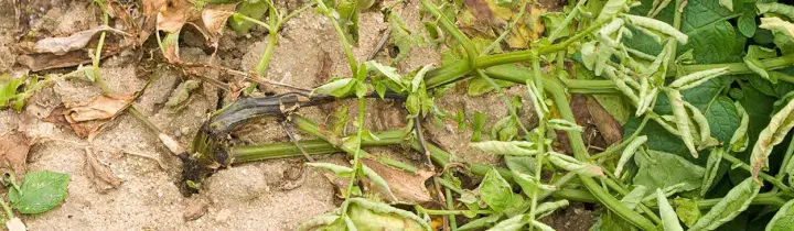Potato blackleg