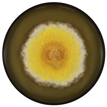 Eurotium chevalieri