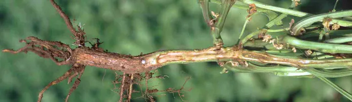 Fusarium wilt