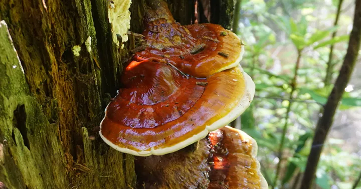 Ganoderma lucidum
