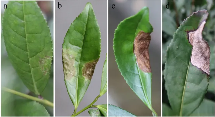Tea leaf blight
