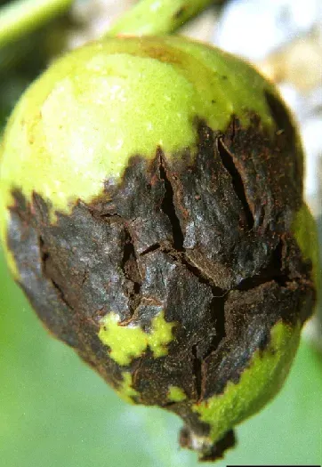 Walnut anthracnose
