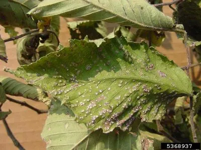 Black spot of elm
