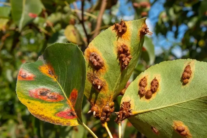 Oriental pear rust