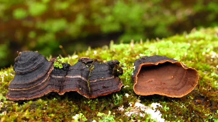 Hymenochaete