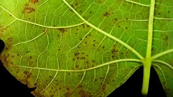 Fig rust