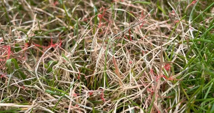 Laetisaria arvalis