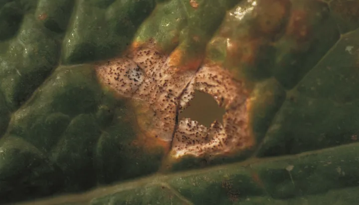 Phoma stem canker