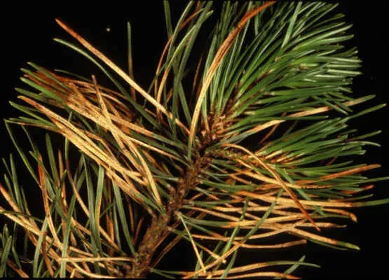 Pine needle cast