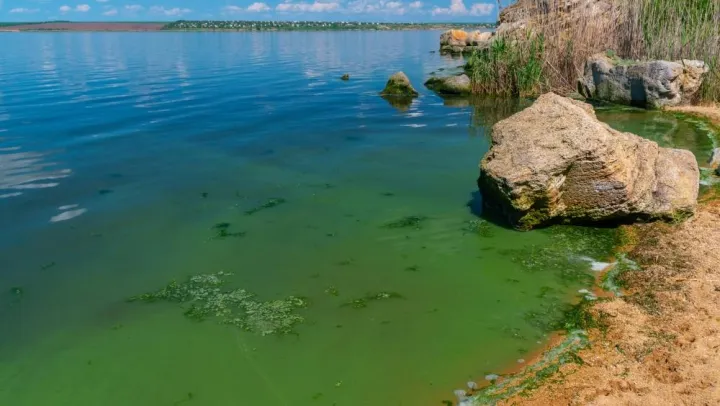 Микроцистис сине-зеленая водоросль
