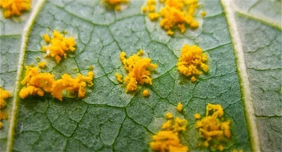 Poplar and larch leaf rust