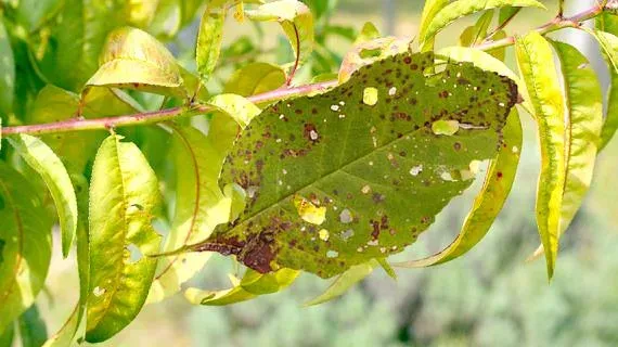 Shot hole disease
