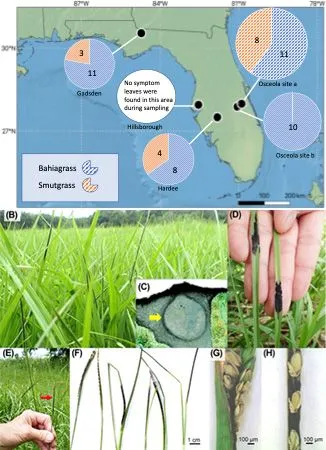 Myriogenospora grass disease