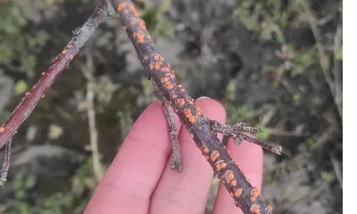 Bark necrosis