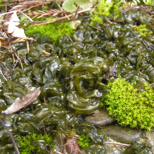 Nostoc ellipsosporum