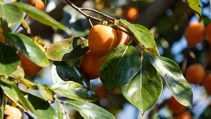 Persimmon pestalotia