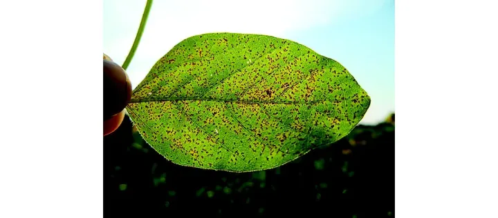 Asian soybean rust