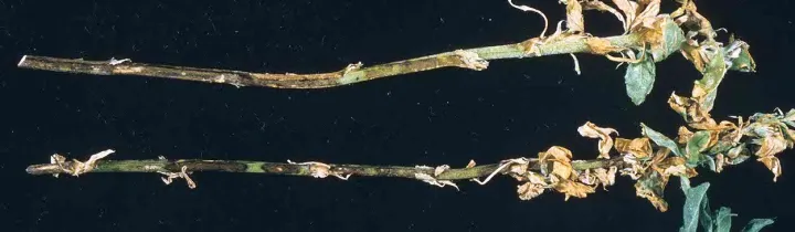 Alfalfa Ascochyta leaf spot