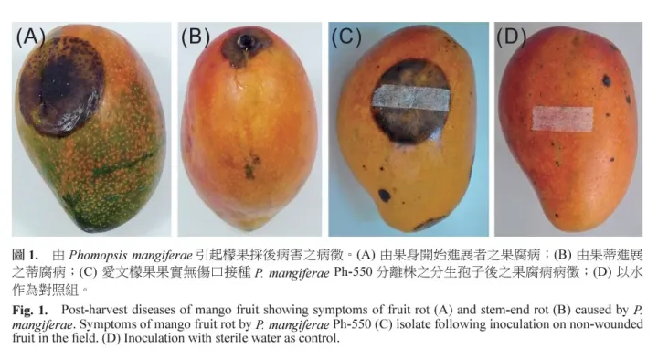 Phomopsis mango blight