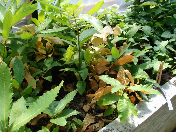 Phytophthora root rot