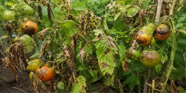 Mexican late blight