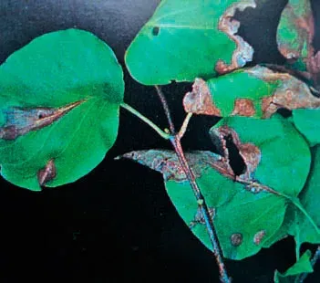 Lilac Phytophthora blight