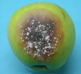 Potebniamycosis