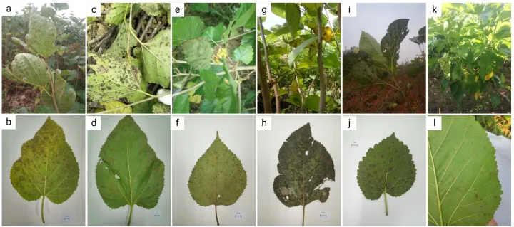 Mulberry leaf spot