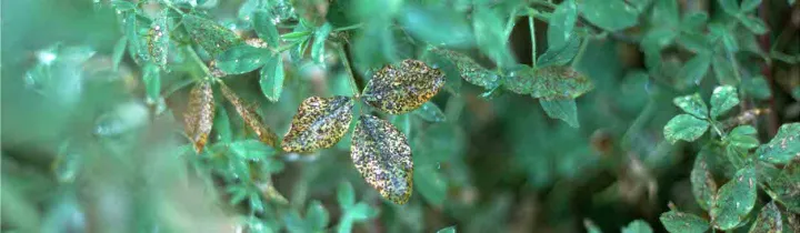 Pseudopeziza