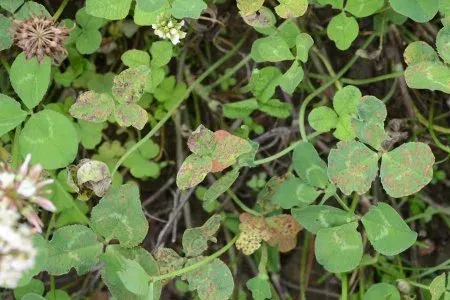Common leaf spot of clover