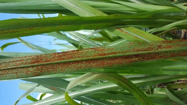 Orange rust of sugarcane