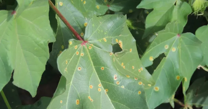 Cotton rust
