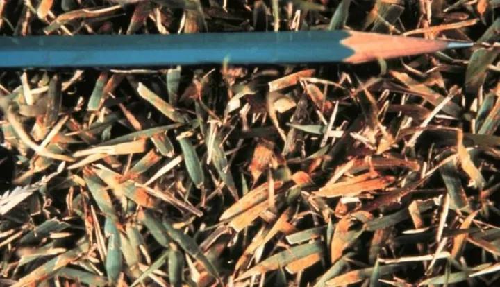 Zoysia rust